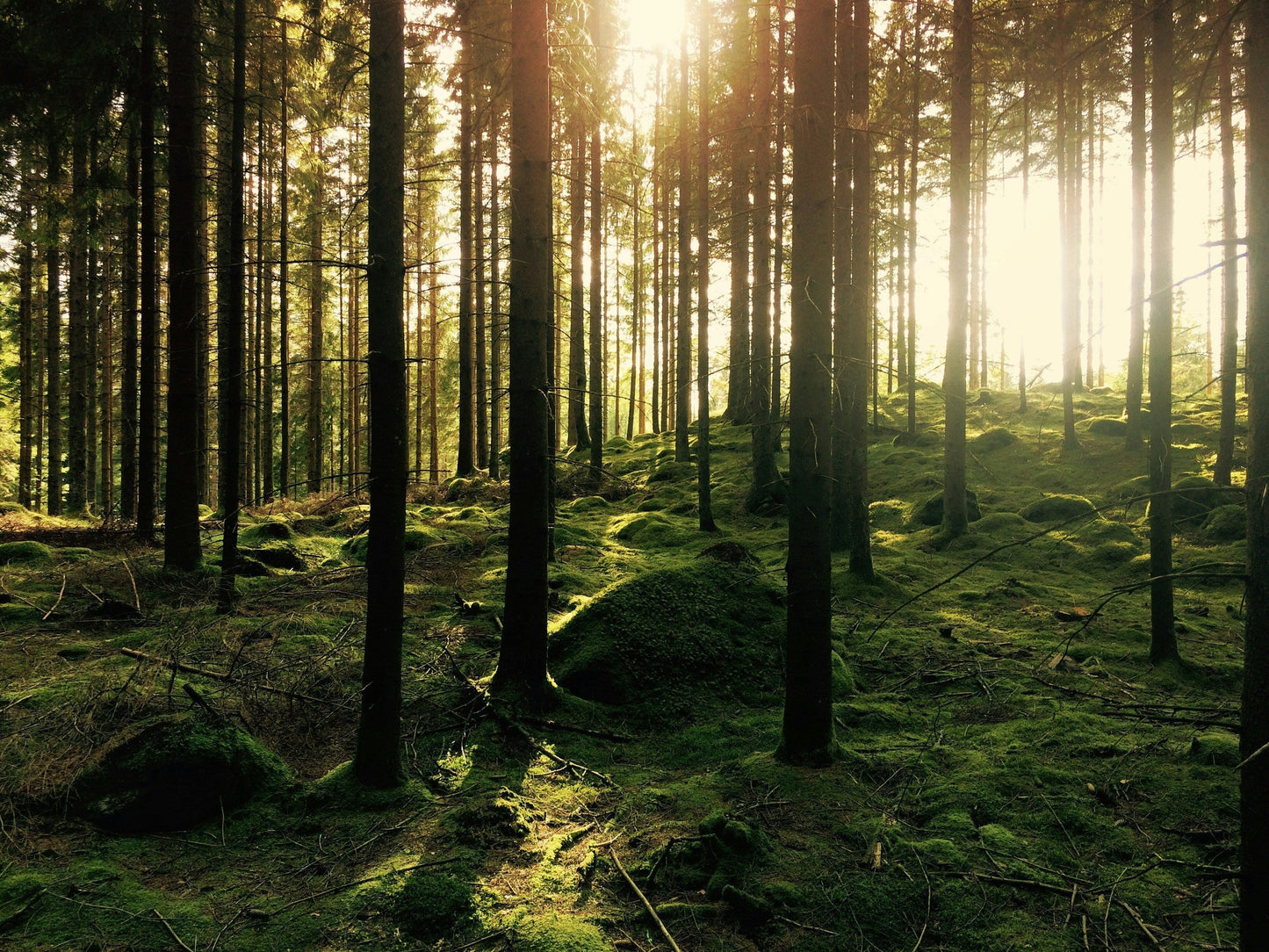 The Forest Remembers