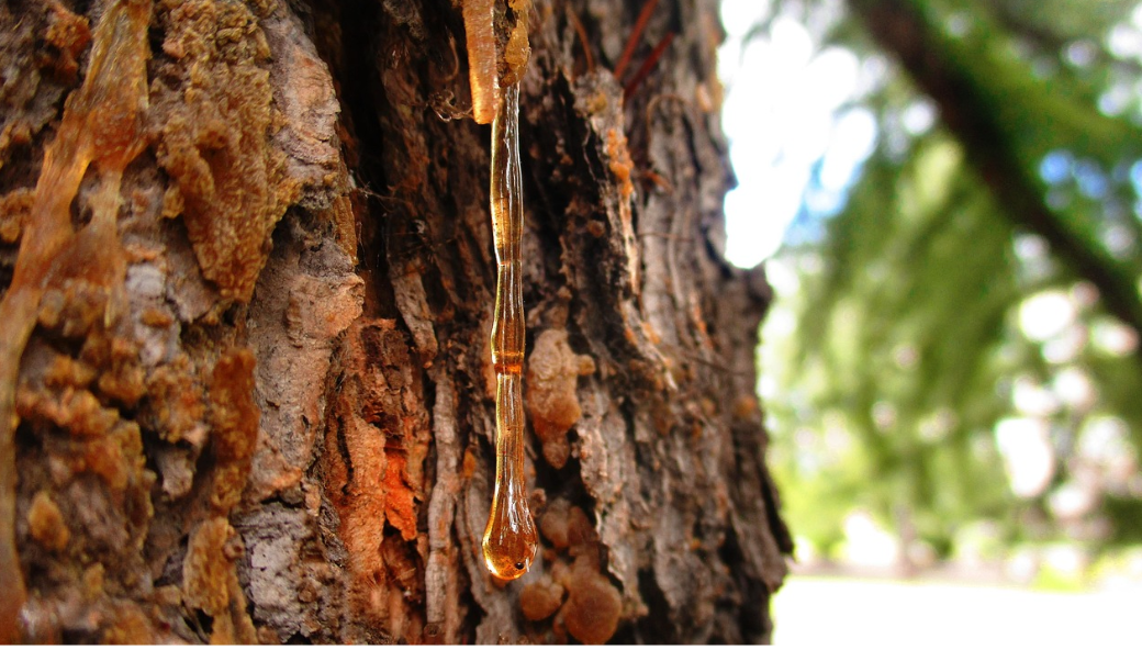 What Is Siberian Cedar Resin?