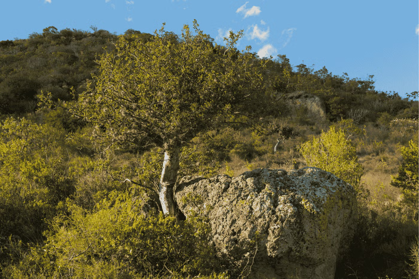 What Is Copal? A Sacred Resin of Clearing, Protection, and Renewal