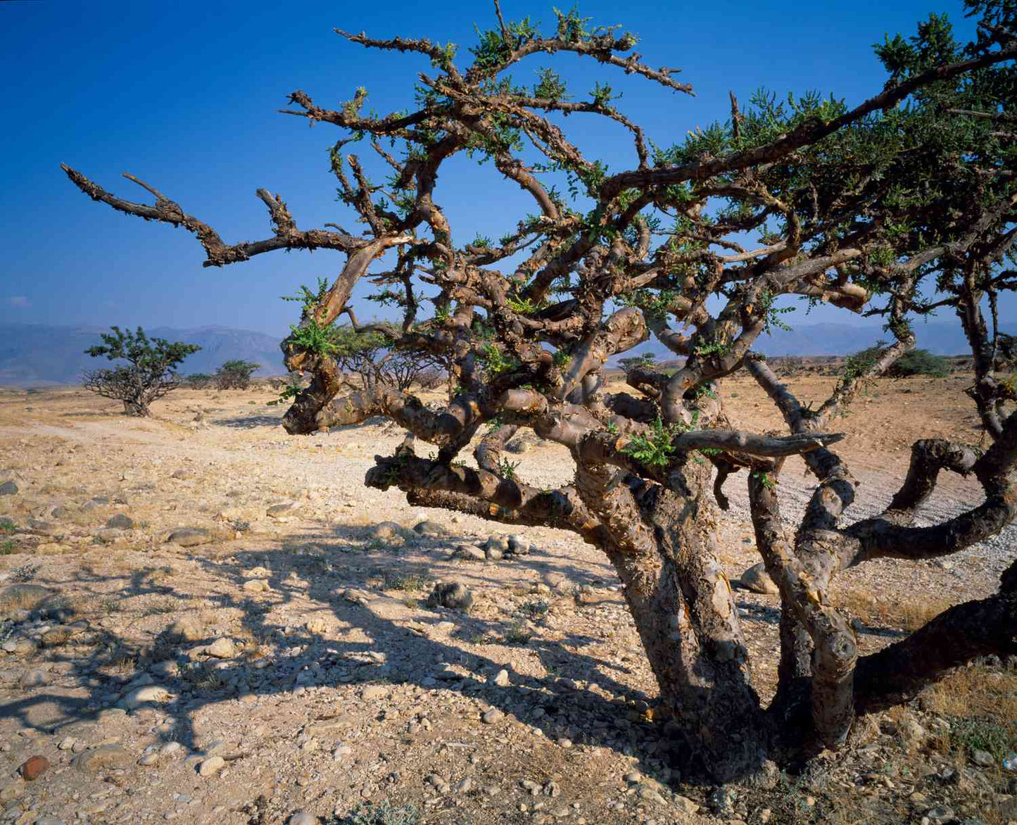 FRANKINCENSE. A Sacred Resin of Ritual and Presence